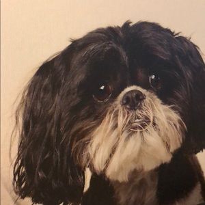 Meet your Posher, Dennis